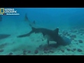 National Geographic Documentary Evolution Mating National Geographic Wildlife Anima