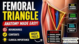 Femoral Triangle