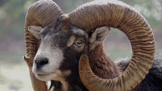 preview picture of video 'Le mouflon Corse'