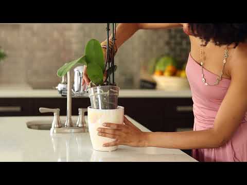 How do I take care of my orchid when I bring it home?