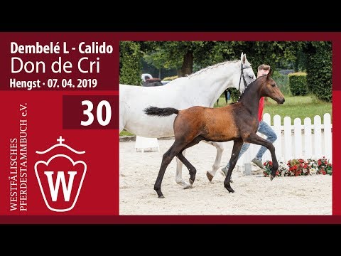 30 Don de Cri Hengst v. Dembelé L - Calido