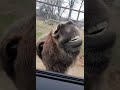Donkey Steals Tiger S Limelight