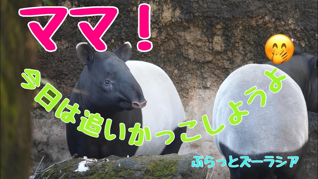 マレーバクのロコママとひでおの朝の楽しい追いかけっこ♫Fun morning chase between Malay Baku's Rocco Mama and Hideo ♫