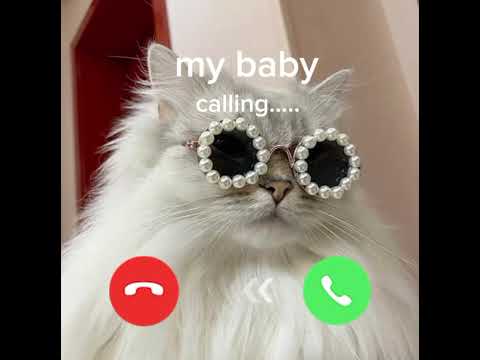 cat ringtone and cat calling 😂❤️