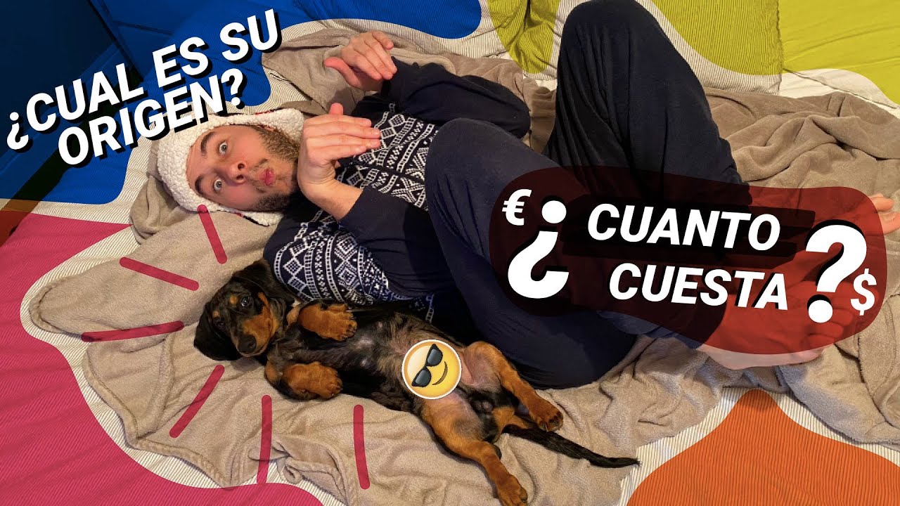 8 CURIOSIDADES DEL PERRO SALCHICHA / DACHSHUND