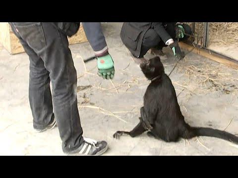 Circus monkey gets emotional when he's freed