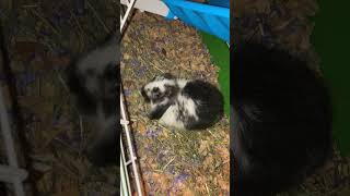 Angora rabbit Rabbits Videos