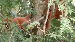 Eichhörnchen spielen - Gartenblick﻿