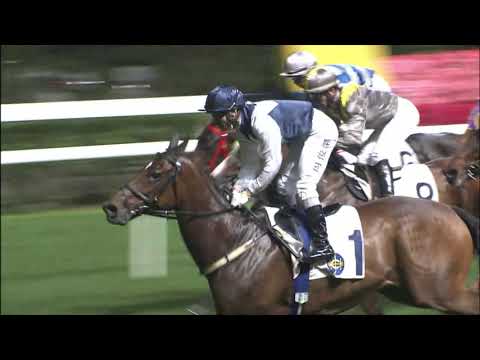 15/12/2021 (257) Sacred Ibis - Jerry Chau