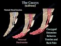 Coccydynia Coccyx Pain Coccyx Pain Causes Diagnosis And Treatment