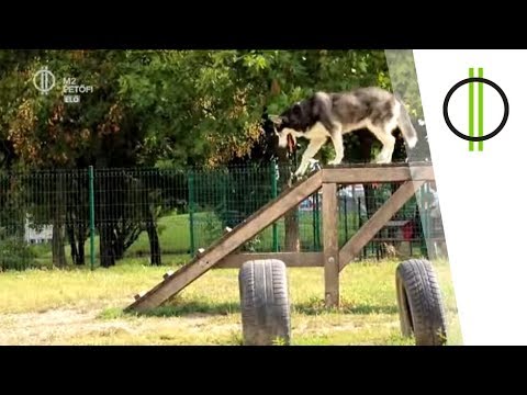 férgekkel foglalkozni