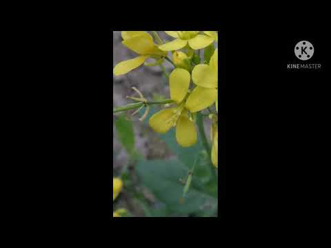 Zoom Test on Mustard flowers|| Device: Xiaomi Redmi 8A