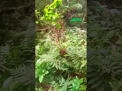 Un regalito! Ojalá lo disfrutén 😊 #valleeden #tacuarembó #naturaleza