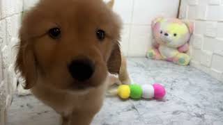 ゴールデンレトリバーの動画01