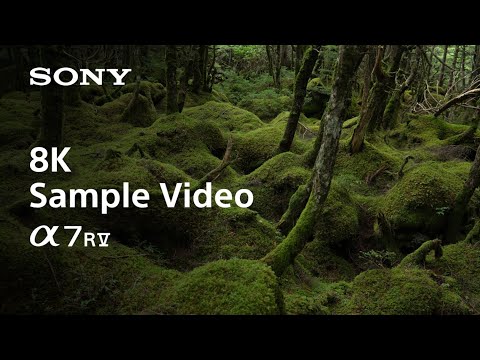 8K Sample Video | Alpha 7R V | Sony | α