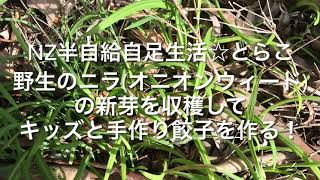 ニュージーランド半自給自足生活 オニオンウィードの新芽でキッズ達と手作り餃子を作る!