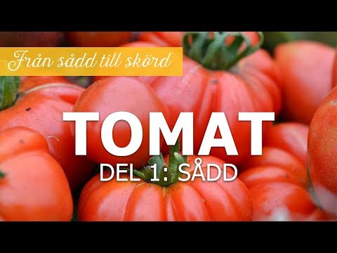 Tomater från sådd till skörd - Del 1: sådd