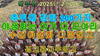 25년2.19) 어마어마한 야생화(수입) 예푸른에 다 모였어요 (겹고광나무 입고)