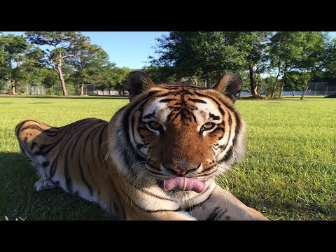 We Love Our Big Cats