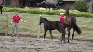 Video koně Daenerys WT