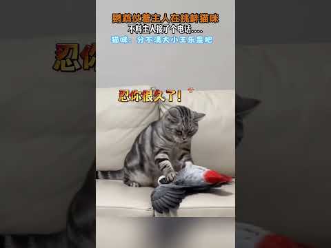 貓咪：見過狗仗人勢的，沒見過鳥仗人勢的 #畫畫 #鸚鵡 #貓咪 #青年創作者成長計劃 #跟著學畫畫