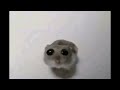 Sad Hamster Violin Meme (Full)