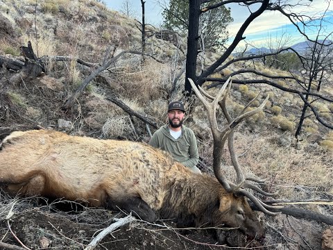 Zayne Cologie's 340" Arizona Bull during the Late Season Elk hunt!