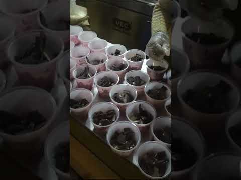 chocolate factory in Ooty