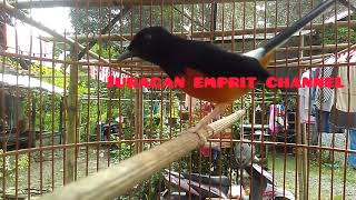 Download lagu SUARA PIKAT MURAI BATU ASLI HUTAN 100% MEMIKAT MURAI BATU AGAR GACOR mp3