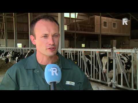 Wie heeft de mooiste koe van Voorne-Putten?