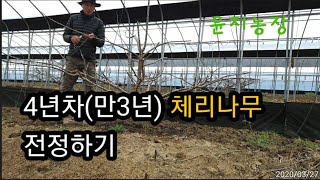4년차 체리나무 전정하는 영상이에요
