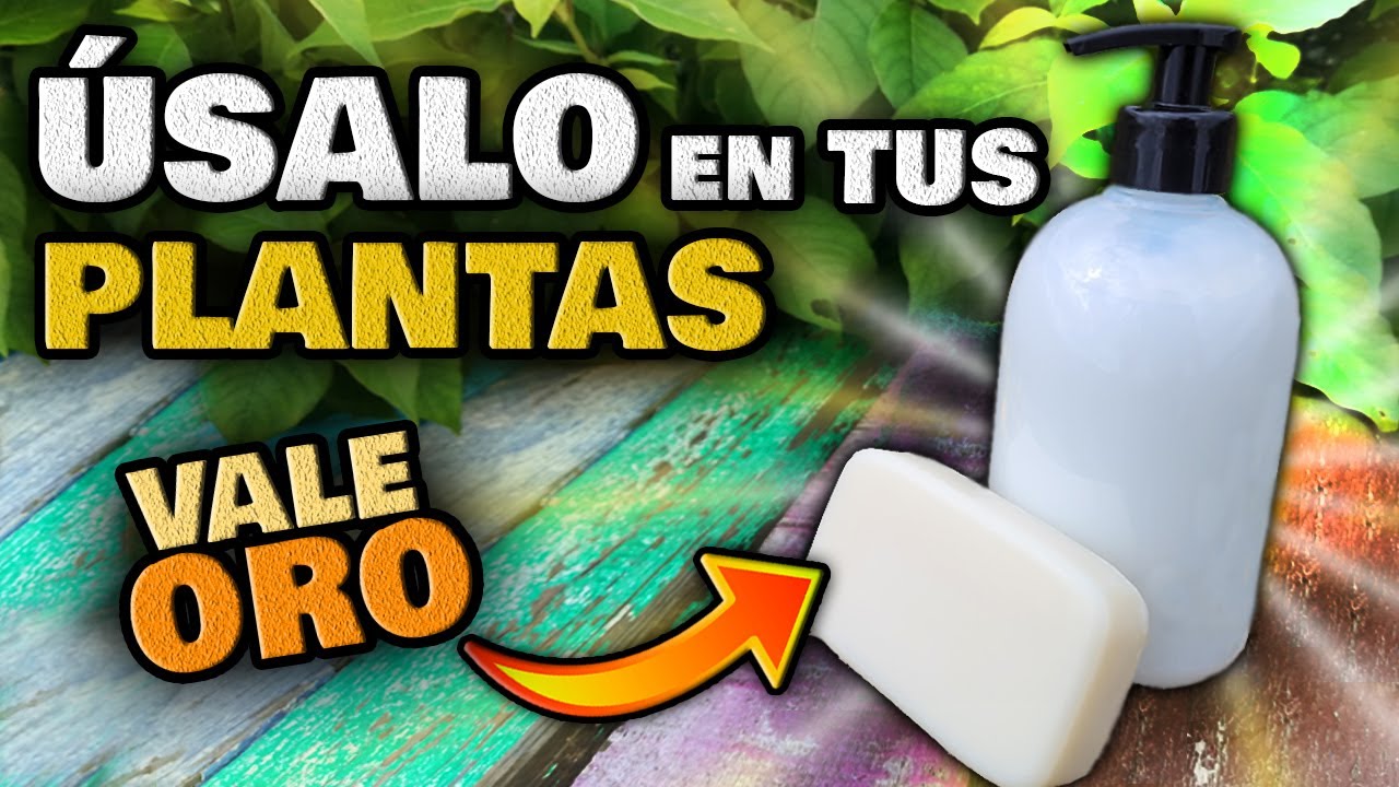 Watch ¡AHORRA DINERO! Usando JABÓN en tus PLANTAS | 3 USOS ASOMBROSOS | Insecticida Casero para Plagas Now ¡AHORRA DINERO! Usando JABÓN en tus PLANTAS | 3 USOS ASOMBROSOS | Insecticida Casero para Plagas