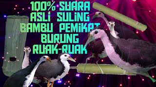 Download lagu asli suara pikat ruak-ruak dari bambu. dijamin 100% semua ruak-ruak mendekat dalam 5 menit mp3