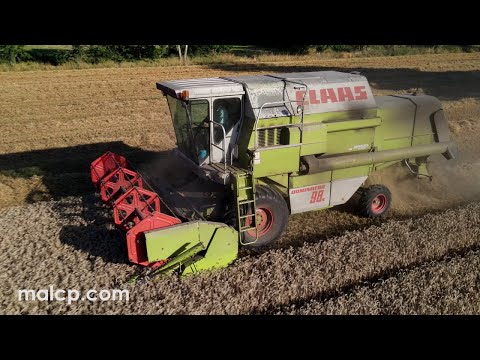 Harvest 2021 - Short video of a Claas Dominator 98S cutting wheat in Suffolk