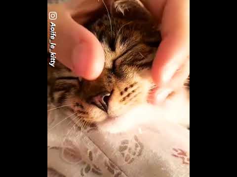 Meet Aoife the playful kitty...