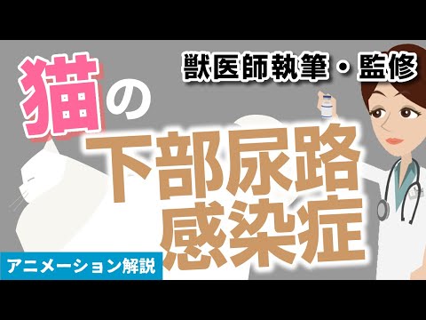 猫のFLUTD - 症状と治療