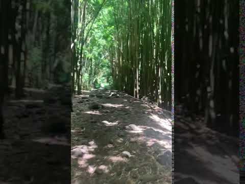 bamboo forest in the Pipiwai Trail