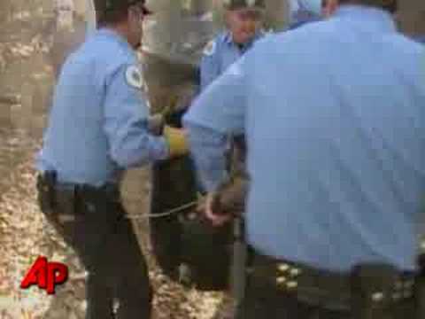 Raw Video: Bear Falls From Tree