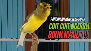 Download lagu SUARA Kenari GACOR PANJANG Pancingan & masteran Kenari Paud AGAR gacor AMPUH Kenari MACET bunyii mp3