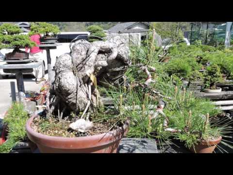 Bonsai Shohin  Hiroyuki Tanibata Syoukaen Nursery