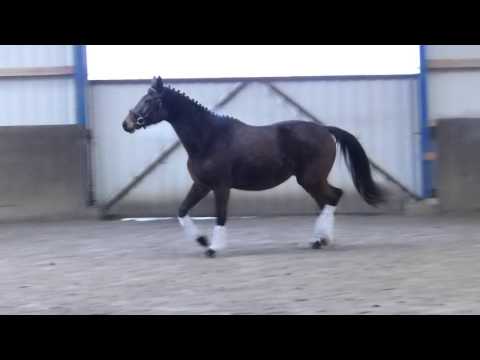 3jährige Stute von Don Nobless aus Samico F