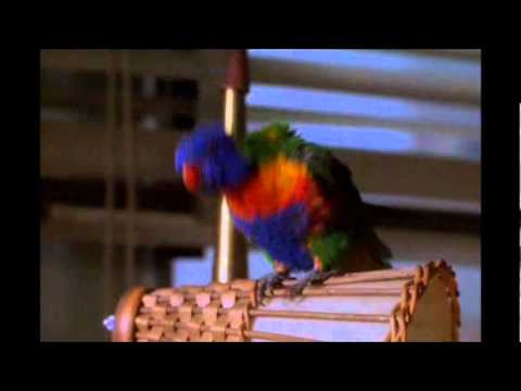 Ace Ventura Pet Detective: What do you Suggest? - YouTube