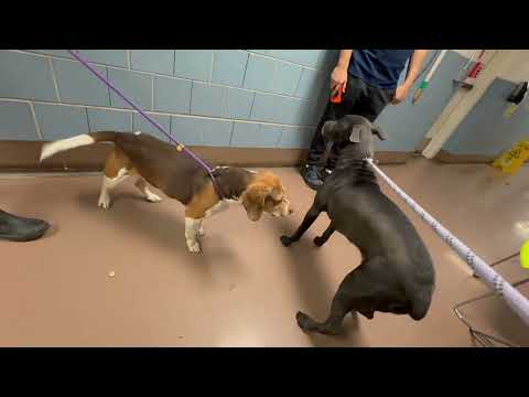 Kalisha & Knightly leash test