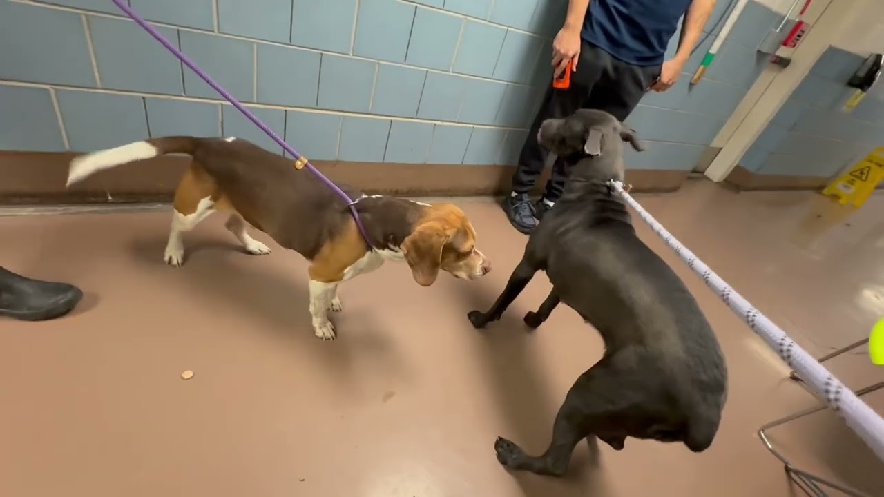 Enlarge Kalisha, a ADOPTABLE mixed breed in Chicago, IL video 5/5