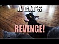 Talking Kitty Cat 55 -  A Cat's Revenge