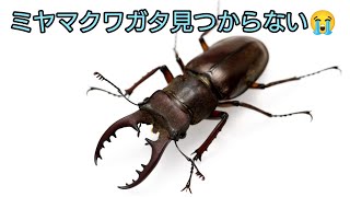 高尾山でミヤマクワガタを探しに行ったはいいけど💦【クワガタ採取】