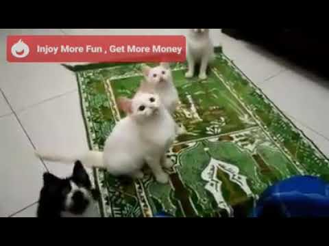 Funny cats video