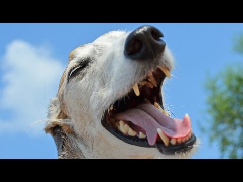 Passei Aqui Para Colocar Um Sorriso No Seu Rosto!