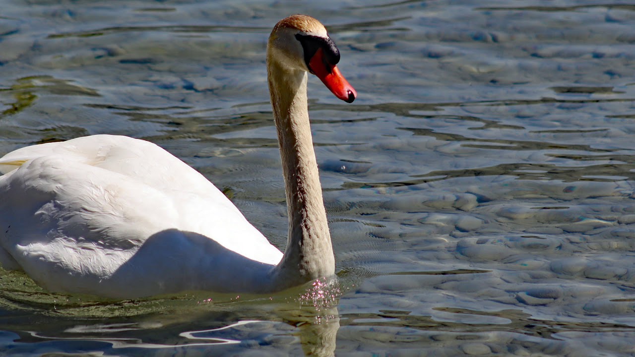 Captivating shots of Bonstetten Park.