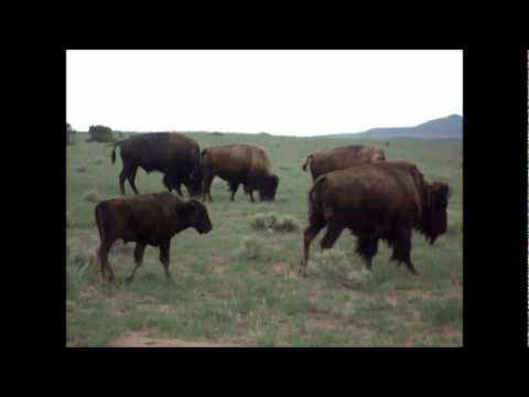 Original Music: Where The Buffalo Roam